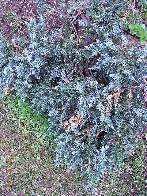 Juniperus horizontalis 'Glauca' 