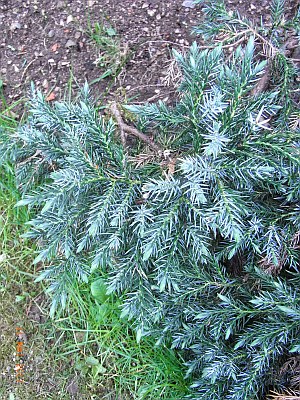 Juniperus horizontalis 'Glauca' 