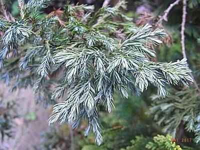 Juniperus squamata 'Meyeri' 