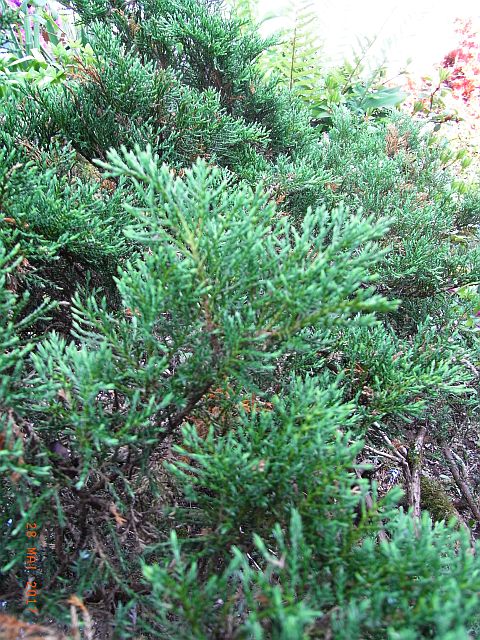 Juniperus communis 'Green Carpet'  