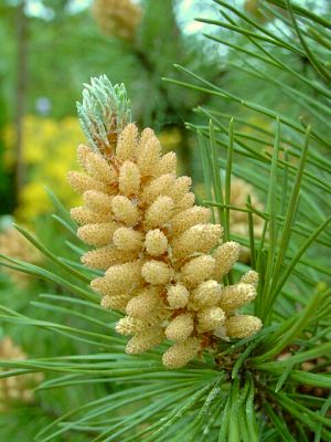 Pinus mugo mughus  