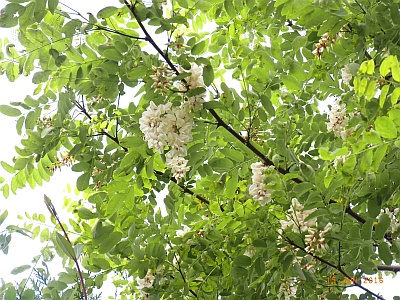 Robinia pseudoacacia 