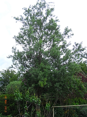 Salix erythroflexuosa 