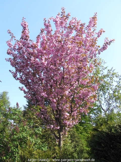 Prunus serrulata 'Kanzan' 