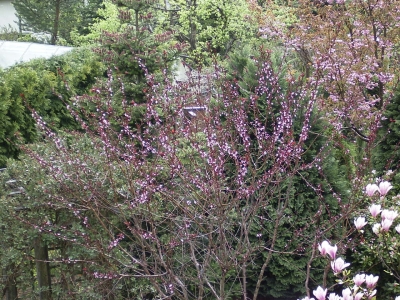 Prunus persica Spring Glory  