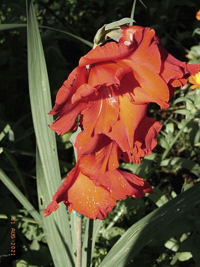 Gladiolus × hortulanus
