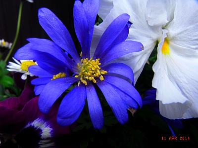 Anemone blanda 'Blue Shades'