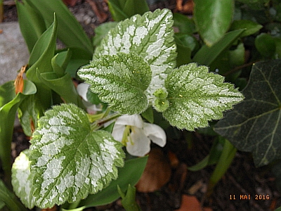 Lamium argentatum 'Florentinum'