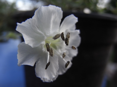 Silene uniflora 'Weißkehlchen'
