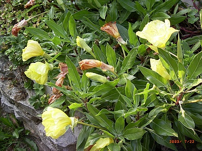 Oenothera missouriensis 'Goldbecher'