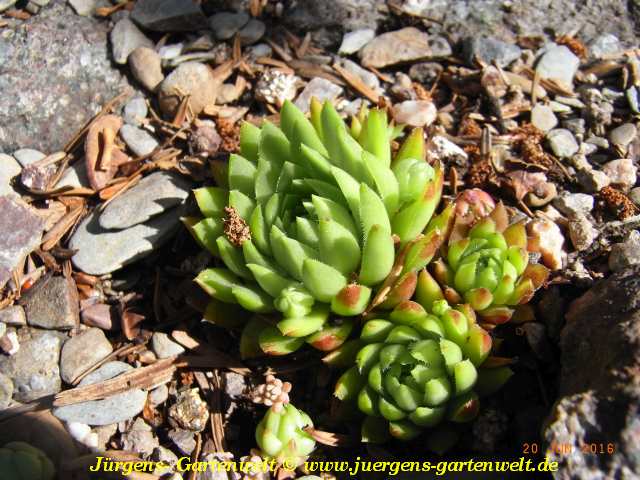 Jovibarba globiferum subsp. allionii x 'JOV02'