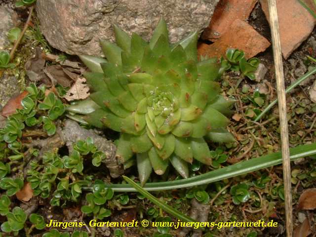 Jovibarba subsp. hirtum x 'JOV04'