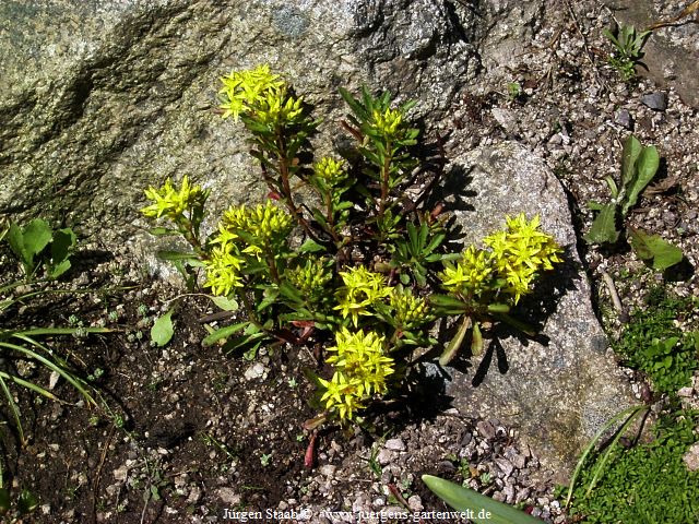 Sedum floriferum - 'Weihenstephaner Gold'