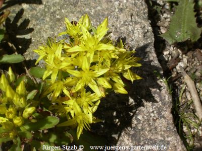 Sedum floriferum - 'Weihenstephaner Gold'