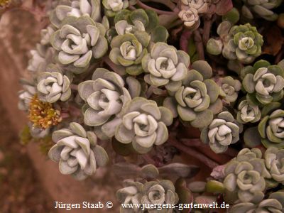 Sedum spathulifolium 'Cape Blanco' 