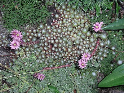 Sempervivum arachnoideum 'Hengelhoef'
