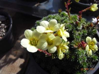 Saxifraga  'Allendale Beauty'