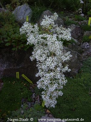 Saxifraga cotyledon 'Schneeflocke'