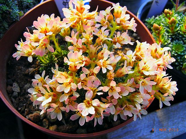 Saxifraga columnaris x juniperifolia 