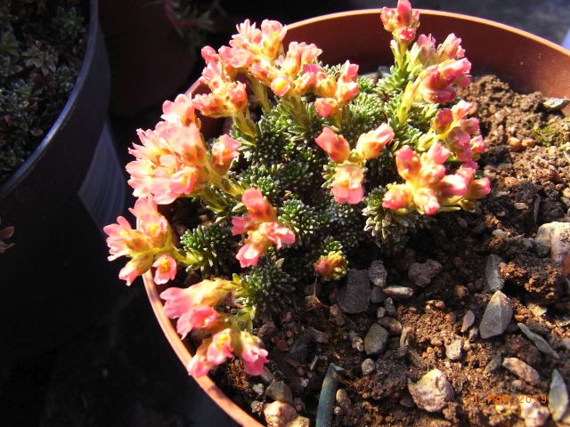 Saxifraga columnaris x juniperifolia 