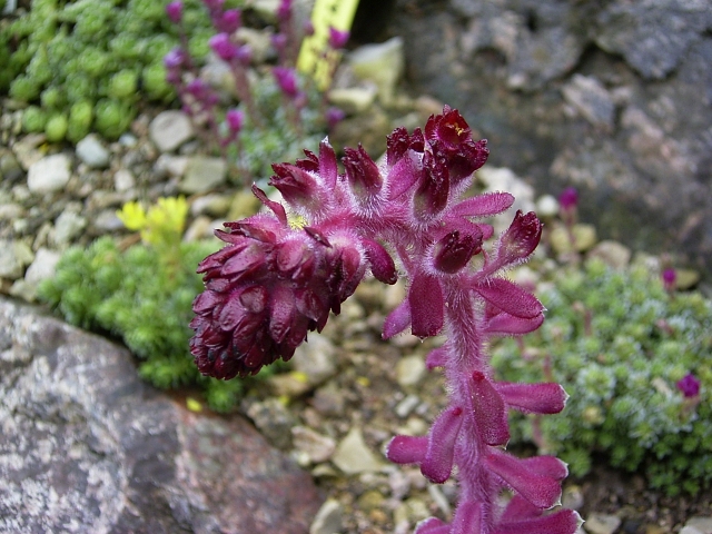 Saxifraga sempervivum form stenophylla