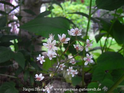 Porzellanblümchen Nelkenwurz-Steinbrech 