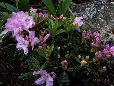 Schönbedeckende Rhododendron  