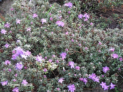 Purpurviolette Alpenrose