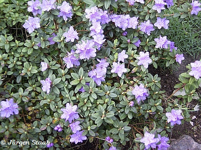 Purpurviolette Alpenrose