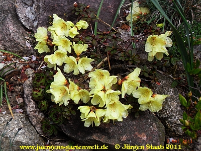 Gelber Zwergrhododendron