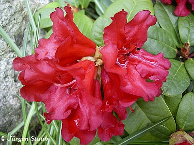 Roter Zwergrhododendron