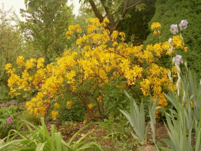 Rhododendron mollis x sinensis-Sämling