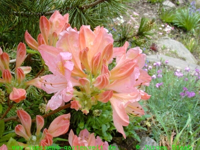 Rhododendron molle 
